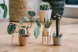 Indoor Garden By Crafting Miniature Plants