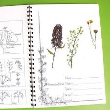 Mit kindern ein herbarium gestalten. Pin On Garden Programming