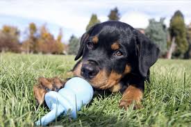 the 10 best toys for puppies according