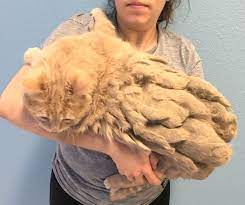 matted fur from abandoned cat