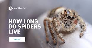 How Long Do Spiders Live Spider Life