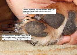 ysk your dog s nails are quite likely