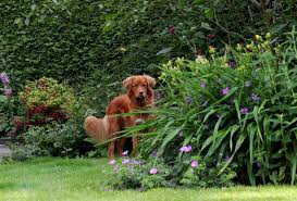 Plants Poisonous To Dogs Toxic House