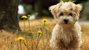 500 cute dog wallpapers wallpapers com