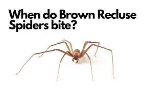 when do brown recluse spiders bite