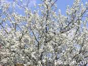 Cao nguyên trắng Bắc Hà mùa mận nở hoa đẹp như tranh vẽ ...