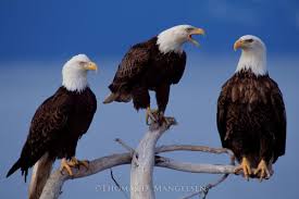 Are you searching for eagle birds png images or vector? Eagle Birds