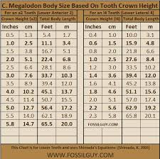 Size Chart Human Tooth Related Keywords Suggestions Size