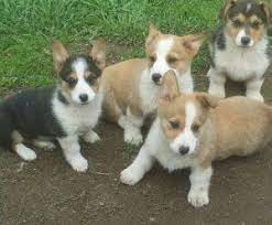 Pure blood beagle puppies price 200 for sale in holden. Pembroke Welsh Corgi Puppies For Sale Roanoke Va 257779