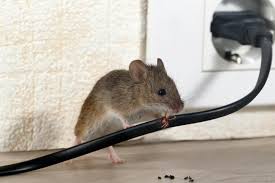 3 Steps To Banish Rats And Mice From