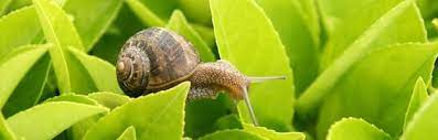 garden snail