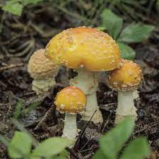 Amanita Muscaria: A Poisonous, Hallucinogenic, Edible Mushroom