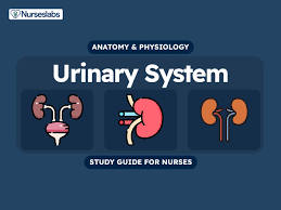 urinary system anatomy and physiology