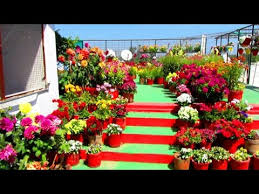 The terraced garden draws locals with its seasonal flower shows and musical fountain sessions in the evenings. Chraysanthemum Flower Show 2020 At Terraced Garden Chandigarh Youtube