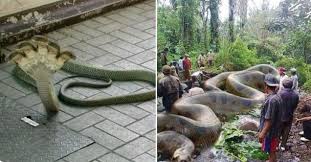 The bite of an inland or western taipan—oxyuranus microlepidotus, also called, appropriately, the fierce snake—delivers a veritable witch's brew of toxins. World Largest Snake Found In Amazon River No It Is Photoshopped Ayupp News