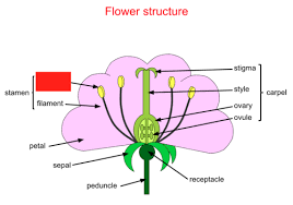 igcse biology plant reion