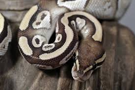 Ball Python Morphs A Complete List With Pictures Embora Pets