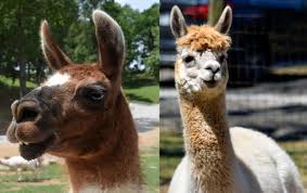 what s the difference between a llama