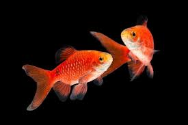 13 amazing goldfish tank mates best
