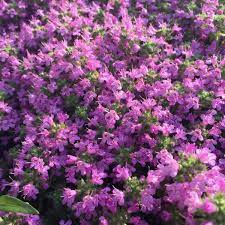 creeping thyme ground cover types