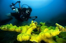 Terumbu karang simbiosis mutualisme alga dengan terumbu karang di pulau endenbury terumbu karang adalah sekumpulan hewan karang yang bersimbiosis dengan sejenis tumbuhan alga yang disebut zooxanhellae. Pemanasan Global Punca Terumbu Karang Tenat Rileklah Com