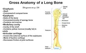 To produce new blood cells. Skeletal System Long Bone Diagram Vtwctr