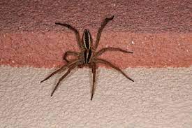 discover 6 brown spiders in illinois