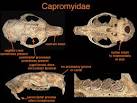 capromyidae