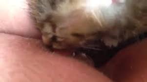 Fingering cat pussy