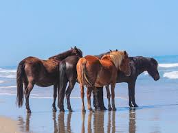 corolla nc beach vacation als