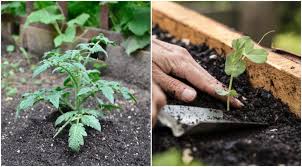 Best Vegetables To Grow In Raised Beds