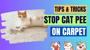 how to stop cat from ing on carpet