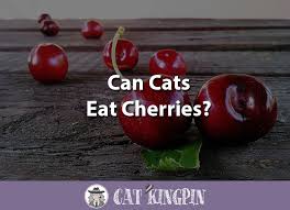 In particular, cats can also eat tuna if they're feeling unwell, for. Can Cats Eat Cherries Cat Kingpin