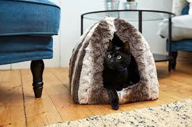 You can do this by making sure your cats do not have to compete for resources. Why Is My Cat Hiding Battersea Dogs Cats Home