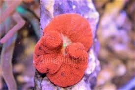 blood red mini carpet anemone