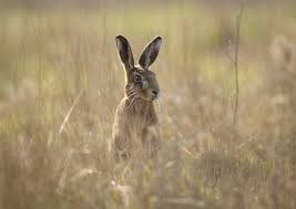 Image result for hares