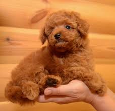 toy poodle male and female puppies