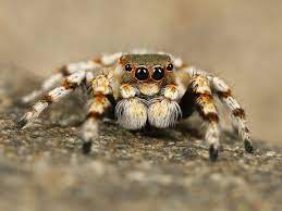 how long can tarantulas go without food