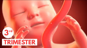 third trimester 3d animated pregnancy