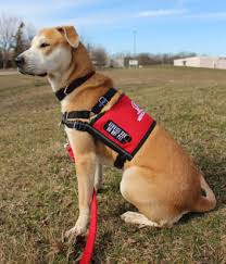We believe that if an owner is able to sufficiently provide for their service dog than you deserve to have a service dog that fits what you want and makes you comfortable. Psychiatric Service Dogs Medical Mutts Service Dogs Inc