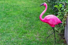 Pink Flamingo Yard Images Browse 576