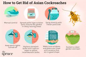how to get rid of asian roaches