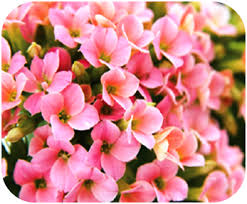 Signs of flower poisoning in cats are not always immediately obvious, either. Kalanchoe Is Toxic To Dogs Pet Poison Helpline