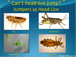 Life Cycle Of Head Lice Nitwits Best Of Boston