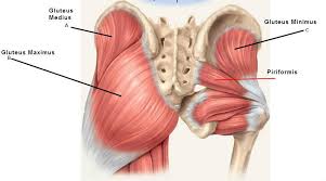 The quadratus lumborum muscles (orange, in the image above) are found in the lower back (also called the lumbar area). Lower Back Pain Relief 5 Effective Exercises From A Massage Therapist Video Guide