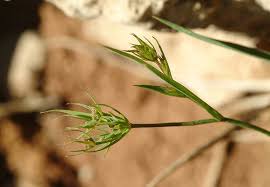 Bupleurum gerardi All. | Plants of the World Online | Kew Science