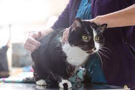 can dry cat food cause kidney problems