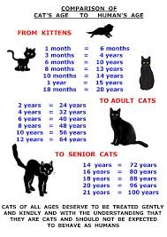 Kitten Age Teeth Google Search Cat Ages Cats Kittens