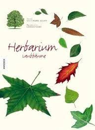 Mit kindern ein herbarium gestalten. Herbarium Deckblatt Google Suche Plant Leaves Tree Leaves