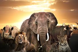 To determine your big five personality traits, take our free online personality test. Fascinating Facts About The Big Five Of Africa One Nature Hotels Resorts